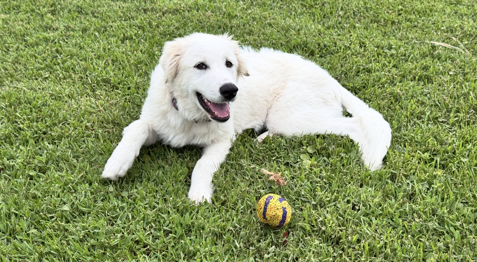 Zoe